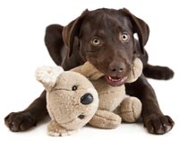 Protect your pet - make sure it is up-to-date on its rabies shot.